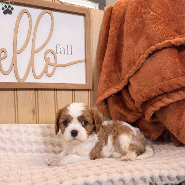 Cloe, Cavalier King Charles Spaniel Puppy